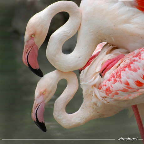 Twee flamingos in de ZOO