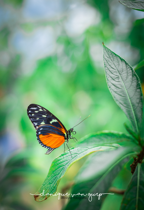 Butterfly - Danique van Gurp fotografie