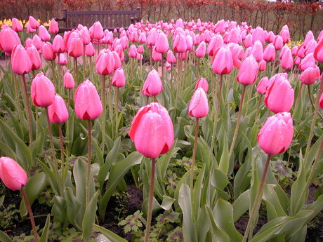 Huilende tulpen.JPG