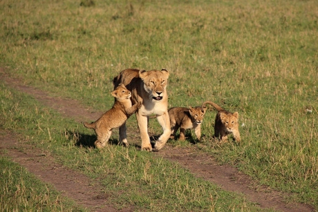 Lion family in Kenia.JPG