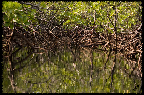 Mangrove