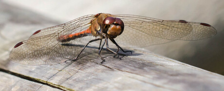 Steenrode Heidelibel