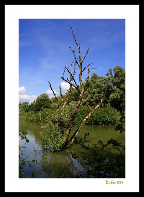 In de Biesbosch