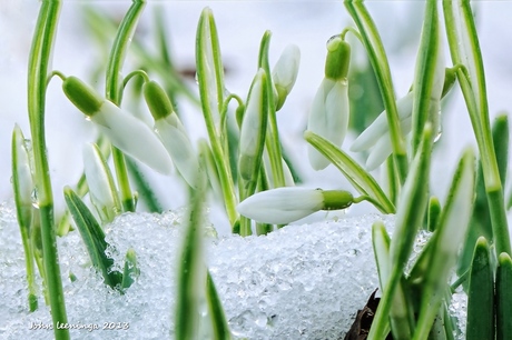 Sneeuwklokjes