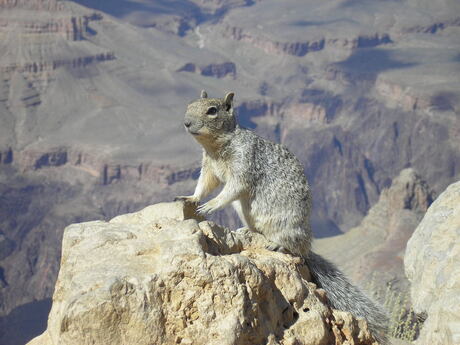 squirrel grand canyon