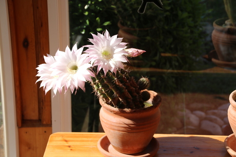 Cactusbloem bloeit maar 24 uur