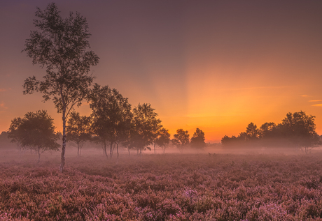 Misty Morning