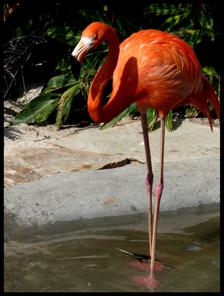 Flamengo