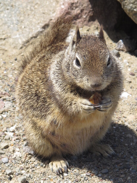 Second attempt squirrel at Morro Rock, CA