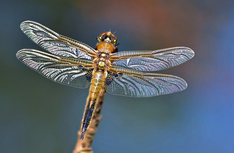 Libellula quadrimaculata