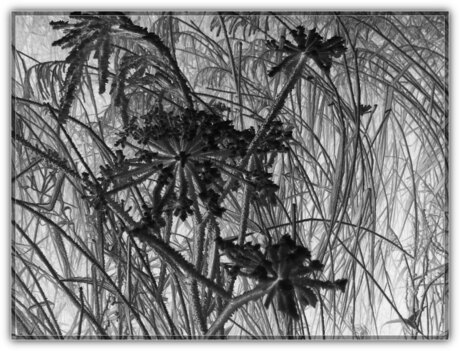 Riet en uitgedroogde bloemen