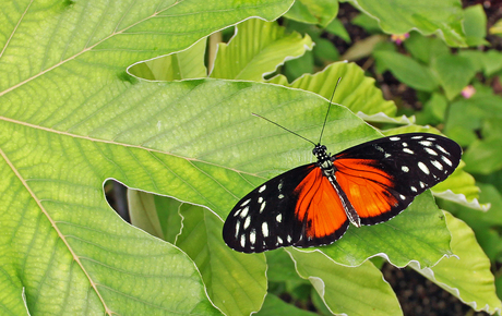 Passiebloemvlinder (heliconius hecale)