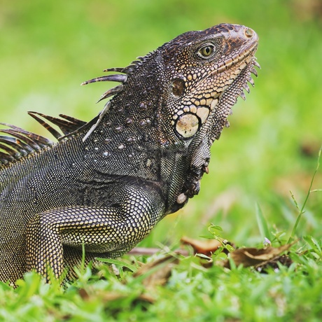 Iguana