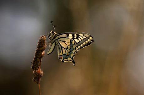 just a swallowtail