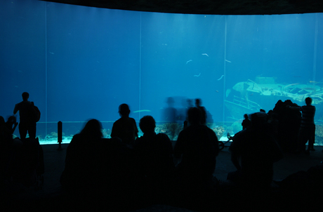 Aquarium Burgers