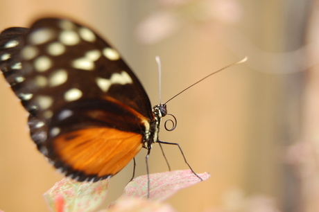 rustende vlinder