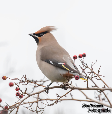 Pestvogel