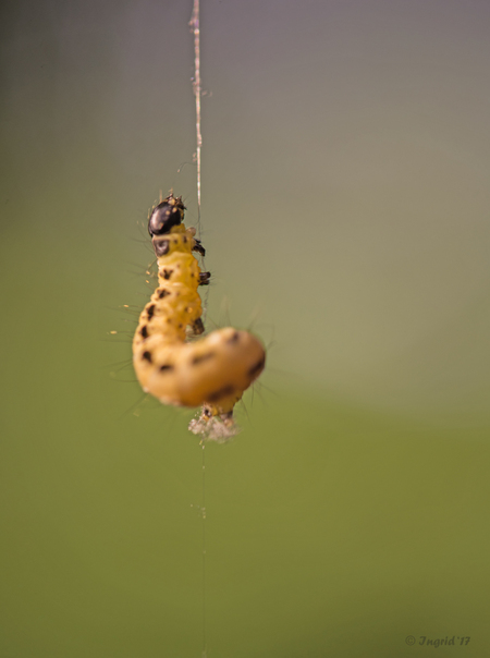 The only way is up! - met de Laowa 2:1 lijkt het nog wat, in het echt was-ie ongeveer een centimeter lang - foto door Ingrid57 op 22-05-2017 - deze foto bevat: macro, natuur, rups