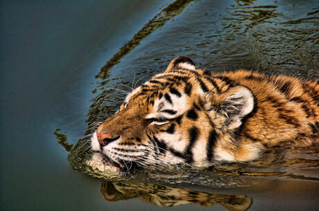 zwemmende tijger