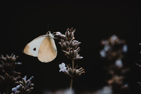 Vlinder op lavendel