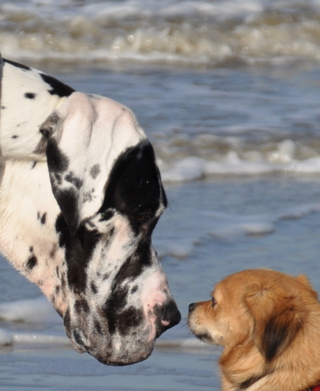 honden kijken elkaar diep in de ogen