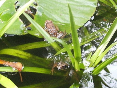 Kikkers in vijver