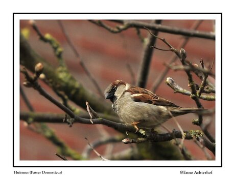 Passer Domesticus