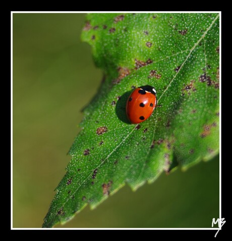 Lieveheersbeestje op blad