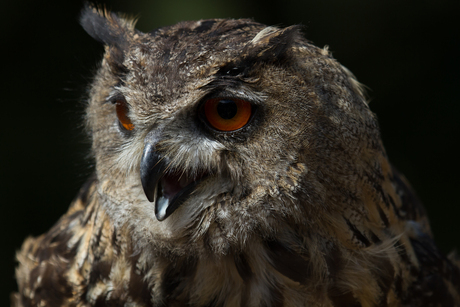 Uilen en roofvogels 04