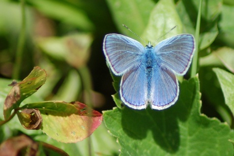 Icarus blauwtje aan het zonnen