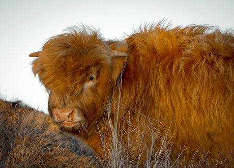 schotse hooglander