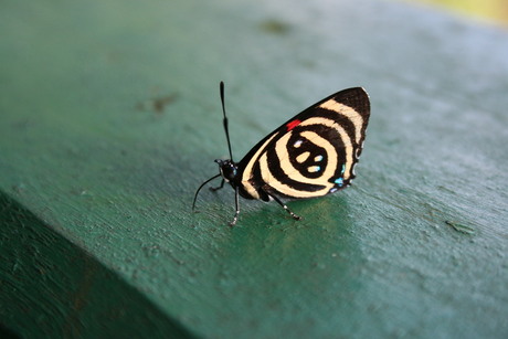 Braziliaanse vlinder