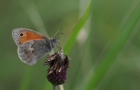 In Fascinerend Groen