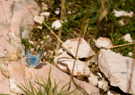 Vlinder op Monte Baldo