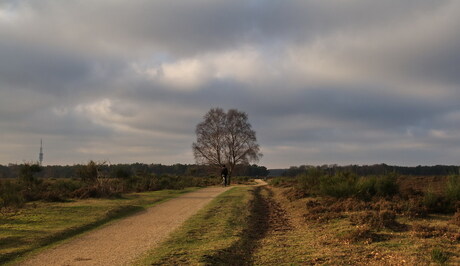 Westerheide