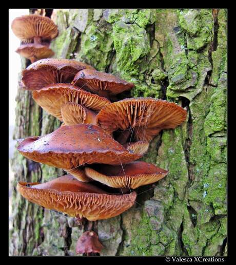 Paddestoelen