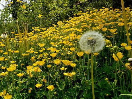 Bloemenpracht.