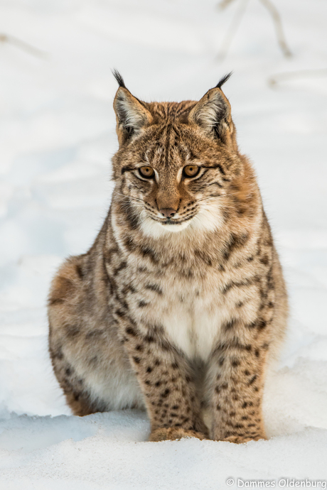 Portret jonge Lynx