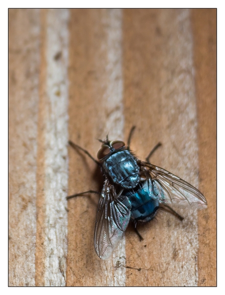 Fly on Wood