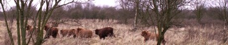 Highland cattle