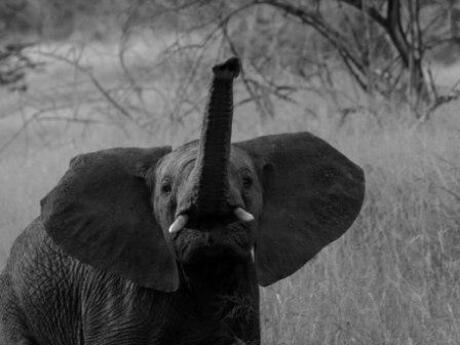 baby olifant afrika