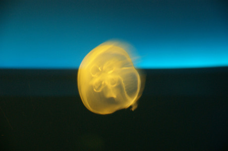 Kwal in Palma Aquarium