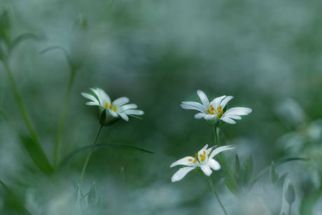 Stellaria