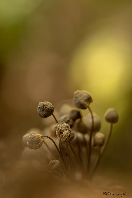 Cluster coprinus