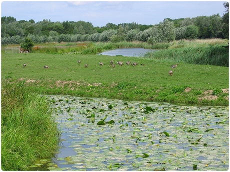 Diep groene zomer