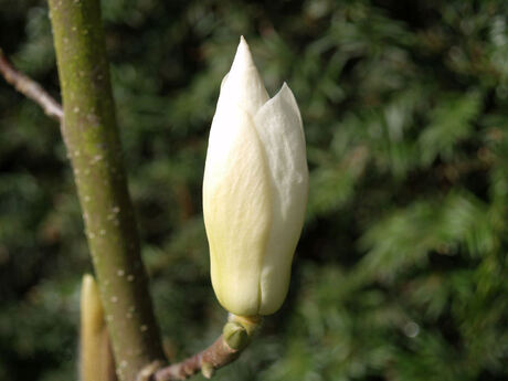 Magnolia