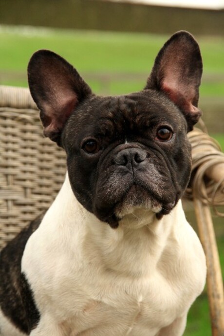 Franse bulldog