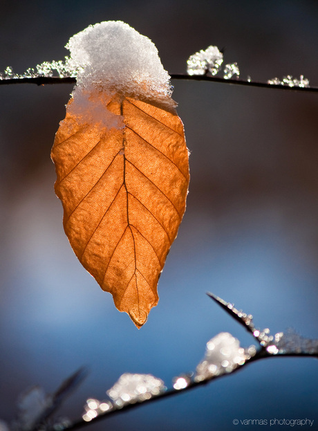 Sneeuwblad