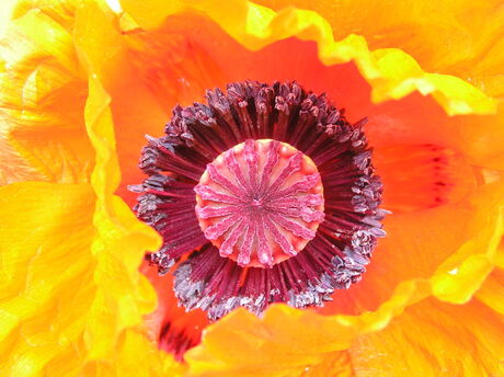 Papaver