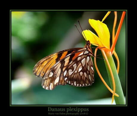 Danaus plexippus